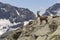 Alpine Ibex male - Capra ibex - Alps, Switzerland