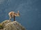 Alpine ibex male scratching himself on the top of the mountain