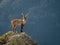 Alpine ibex male on the top of the mountain