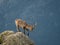 Alpine ibex male walking on the summit of the mountain