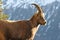 The Alpine ibex, the master of the mountains