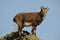 The Alpine ibex, the master of the mountains