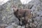 The Alpine ibex, the master of the mountains