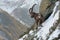 The Alpine ibex, the master of the mountains