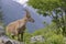 Alpine ibex in mountains