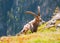 Alpine ibex on mountainside cliff