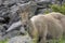 Alpine ibex in a natural environment. The French Alps.