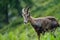 Alpine ibex portrait in high mountains, wild goat in natural life