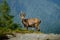 Alpine ibex portrait in high mountains, wild goat in natural life