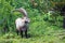 Alpine ibex in the swiss alps