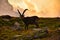 Alpine ibex in the swiss alps, sunset at the limmernsee in glarus, switzerland steinbock