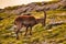 Alpine ibex in the swiss alps, sunset at the limmernsee in glarus, switzerland steinbock