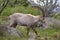 Alpine ibex walking in mountains