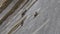 Alpine ibexes climb the steep walls of the Barbellino dam to lick the saltpetre, an efflorescence that forms on concrete buildings