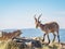 Alpine ibexâ€¬ (Capra pyrenaica) on the summit against blue sky