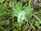 Alpine ladys mantle green leaf with a waterdrop