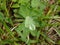 Alpine ladys mantle leaf green with a waterdrop