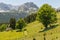 Alpine landscape. Daylight. Under a sprawling tree a herd of sheep graze.