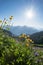 Alpine landscape with globe flowers and spiked rampion