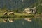 Alpine landscape with lake and cows,