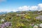 Alpine landscape with lousewort and woundwort flowers, blue sky