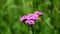 Alpine landscape with pink flowers