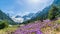 Alpine landscape with purple crocus