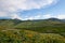 Alpine landscape with wildflowers along the Brush Creek trail near Crested Butte, Colorado, USA