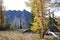 Alpine Larches