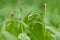 Alpine leek in summer Carpathian mountains