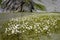 Alpine Linaigrette flower on the cow lake, Vanoise national Park, France