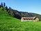 Alpine livestock farms and stables on the slopes of Churfirsten mountain range