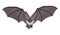 Alpine Long-Eared Bat illustration vector