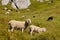 Alpine lop eared sheep and lamb grazing on meadow