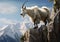 Alpine Majesty: A Stunning Mountain Goat on the Ledge - A Studio