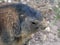 Alpine marmot close up portrair