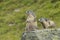 Alpine marmot couple