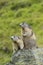 Alpine marmot couple