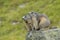 Alpine marmot couple