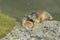 Alpine marmot couple