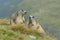 Alpine marmot couple