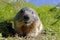 Alpine marmot and eats a nut