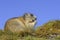 Alpine marmot feeding