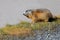 Alpine Marmot on green meadow at Grossglockner