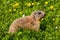 Alpine marmot groundhog feeding on flower pasture