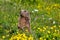 Alpine marmot groundhog in sentinel standing upright on a flowering pasture European Alps
