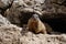 Alpine Marmot, Italy . wild marmot. A marmot posing  scenery in Italy. Marmot Marmota marmota in natural habitat