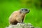 Alpine Marmot (lat. Marmota marmota)