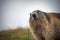 Alpine marmot looking in the camera