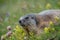Alpine marmot lying in a meadow between yellow rattleweed and red clover